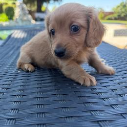 AKC LH Recessive Red (hidden dapple) - Red female Dachshund puppy in Cottonwood, California from Circle C Farm