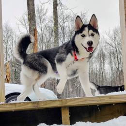 Ali - Pomsky