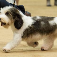 Petit Basset Griffon Vendeens from Sun Peak PBGVs