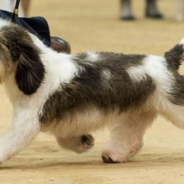 Petit Basset Griffon Vendeens from Sun Peak PBGVs