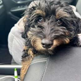 Bernedoodle and Goldendoodle All Grown Up from Mountainside Doodles, LLC