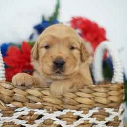 Mr Black - Golden male Golden Retriever puppy in Las Vegas, Nevada from Geaux Dog