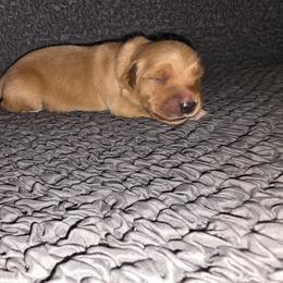 Brown - Golden male Golden Retriever puppy in Phoenix, Arizona from Ashrose Kennels
