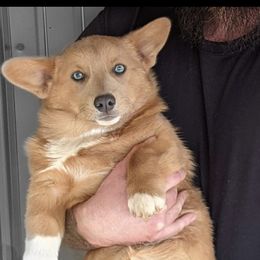 Katie - Pembroke Welsh Corgi