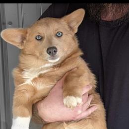 Katie - Pembroke Welsh Corgi