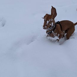 Vizsla Puppies from Virag Vizsla