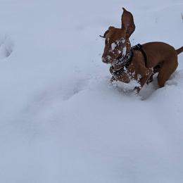 Vizsla Puppies from Virag Vizsla