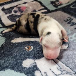 Boy 1 - Blue merle male Border Collie puppy in Morgan, Texas from Shooting Star Ranch