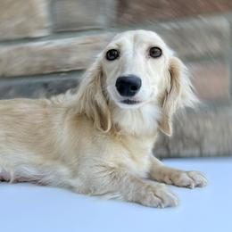 Wynter - Dachshund
