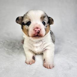 Louie - Blue merle and white male American Corgi puppy in Taylorsville, North Carolina from America's Red White and Bluie Corgis