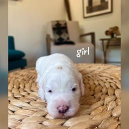 Girl 1 - Red  female Goldendoodle puppy in Glendale, Arizona from Follow Your Bliss Doodles