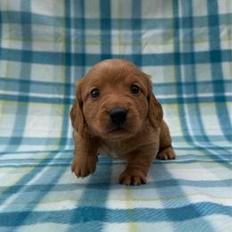 SpongeBob SquarePants - Red male Dachshund puppy in Knoxville, Tennessee from Over The Moon Minis