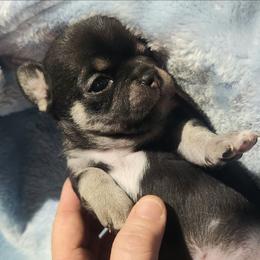 Nikolai - Black and tan male Chihuahua puppy in Gerald, Missouri from OutLaw Chihuahua's