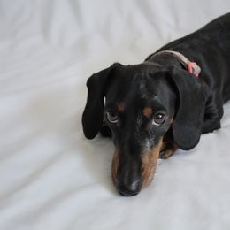 Dachshunds from Wise lil Weeinies