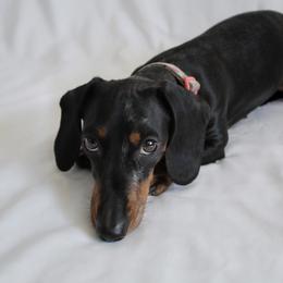 Dachshunds from Wise lil Weeinies