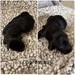 Chardonnay - White and black female Bordoodle puppy in Republic, Missouri from Holland Hilltop Farm