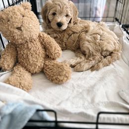 Goldendoodle Puppies from Old Lake Doodles