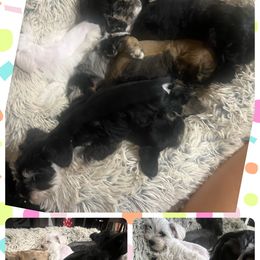 Cocker Spaniel and Miniature Schnauzer Puppies from Smith’s Schnauzer Den