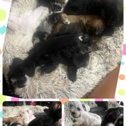 Cocker Spaniel and Miniature Schnauzer Puppies from Smith’s Schnauzer Den