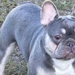 Louis Vuitton - French Bulldog