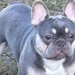 Louis Vuitton - French Bulldog
