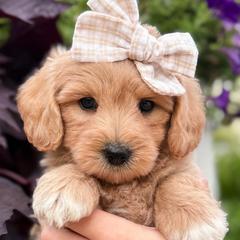 Assorted Doodle Crosses, Cotons de Tulear, and Poodles from Auburn Hill Puppies