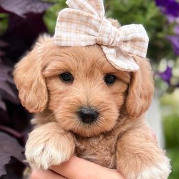 Assorted Doodle Crosses, Cotons de Tulear, and Poodles from Auburn Hill Puppies