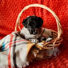 Bordoodle and Labradoodle Puppies from Howdy Doodles