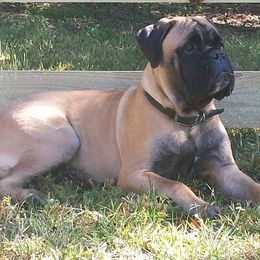 Bullmastiff and Pembroke Welsh Corgi Puppies from Jenkins Family Bullmastiffs