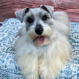 Darla - Miniature Schnauzer