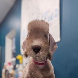 Pink Girl - Liver female Bedlington Terrier puppy in Rincon, Georgia from Prismic Bedlington Terriers