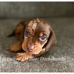 Dachshund Puppies from Lavender and Willow Dachshunds
