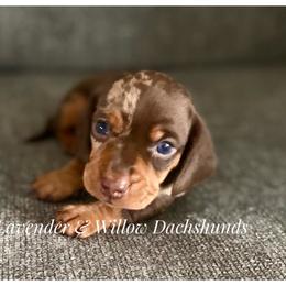Dachshund Puppies from Lavender and Willow Dachshunds