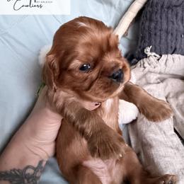 Cavalier King Charles Spaniel and Cavapoo Puppies from Unicorn Tears and Cavaliers