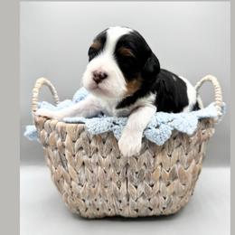 Romeo - Tri-color male Cavapoo puppy in Awendaw, South Carolina from LierChonPoo