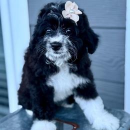 Purple collar toy - Black tri-color female Aussiedoodle puppy in 32046, Florida from River Hill Ranch