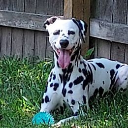 Dalmatians from Ronna Hill's Dalmatians