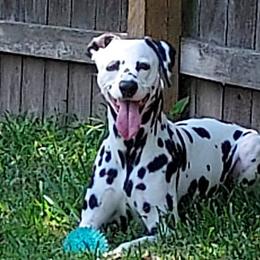 Dalmatians from Ronna Hill's Dalmatians