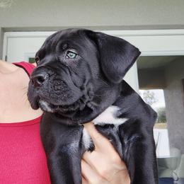 Ethan - Black male Cane Corso puppy in Palm Coast, Florida from Northgold Cane Corso