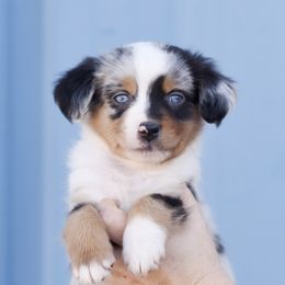 Ash - Miniature Australian Shepherd puppy from Triple Lake Ranch Miniature Australian Shepherds