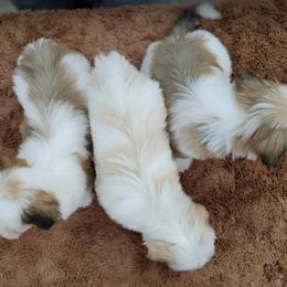 Cavachon, Cavalier King Charles Spaniel, Cavapoo, and Havanese Puppies from Peaks Pups & Cavachon Love Chocolate Cavaliers, Cavaliers, Cavachon’s, Cavapoos & Havanese