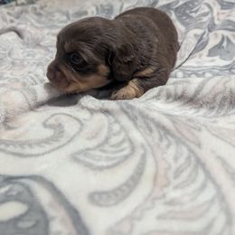 Sombrero - Chocolate and tan female Dachshund puppy in Spring Hope, North Carolina from Hogan’s Lowrider Hounds