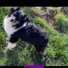 Birdie Sue - Toy Australian Shepherd