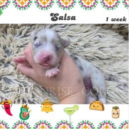 Salsa - Blue merle and white female American Corgi puppy in Mansfield, Ohio from Moonrise corgis