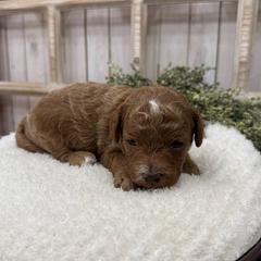 Chloe (Purple Collar) - Red female Cavapoo puppy in Cabool, Missouri from Big Gulch Puppies