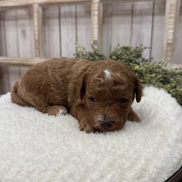 Chloe (Purple Collar) - Red female Cavapoo puppy in Cabool, Missouri from Big Gulch Puppies