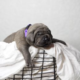 Cane Corso Puppies from KingWood Cane Corso