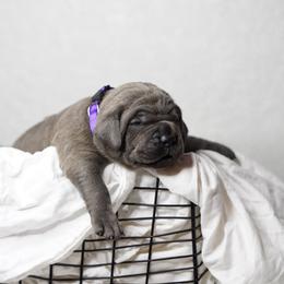 Cane Corso Puppies from KingWood Cane Corso