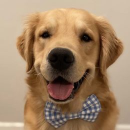 Bernedoodles, Bernese Mountain Dogs, Goldendoodles, and Golden Retrievers from Goldens and Doods of TN