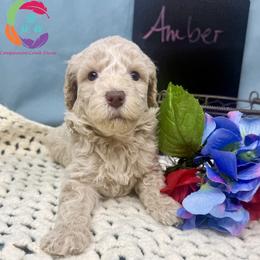 Amber - Cream female Labradoodle puppy in Bowman, Georgia from Companion Creek Farm